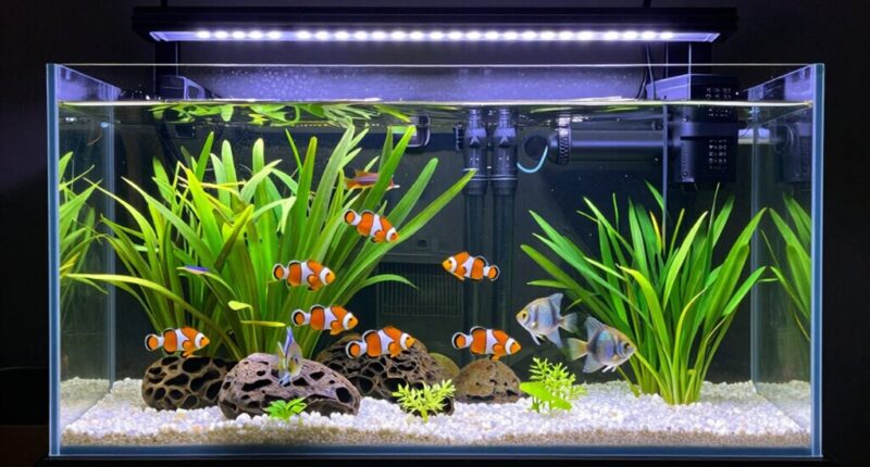 top 55 gallon aquarium kits