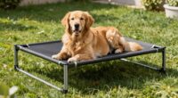 top elevated dog bed picks