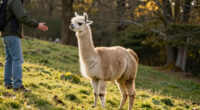 Stubborn Llama Refuses Rescue From National Forest