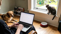 Pet Trends In Yorkshire: A Google Trends Overview